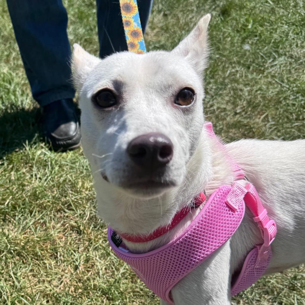Enlarge Lisa HW+, a Adoptable Jindo in Northbrook, IL image 2/6