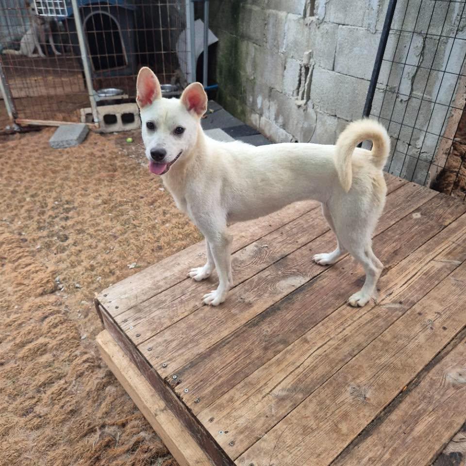 Enlarge Lisa HW+, a Adoptable Jindo in Northbrook, IL image 3/6
