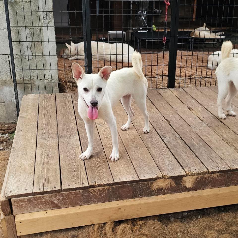 Enlarge Lisa HW+, a Adoptable Jindo in Northbrook, IL image 4/6