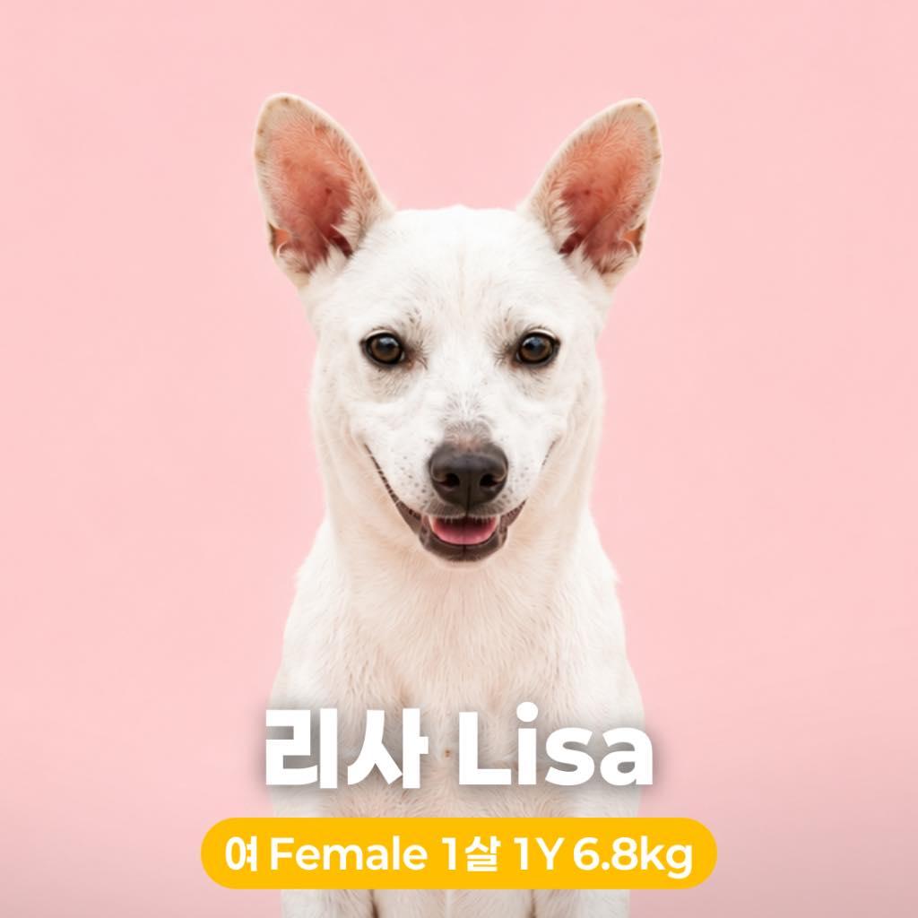 Enlarge Lisa HW+, a Adoptable Jindo in Northbrook, IL image 5/6