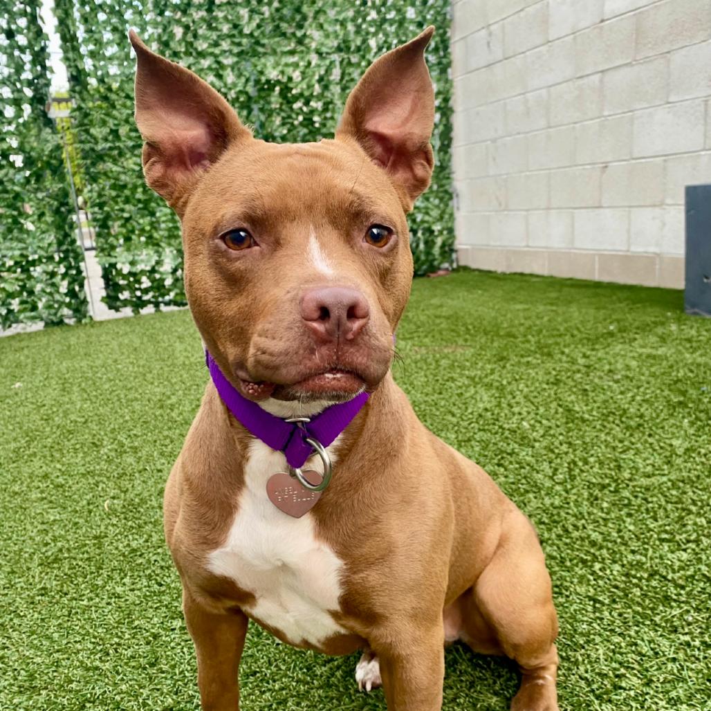 Blessing, a Adoptable Pit Bull Terrier in Los Angeles, CA image 1/6