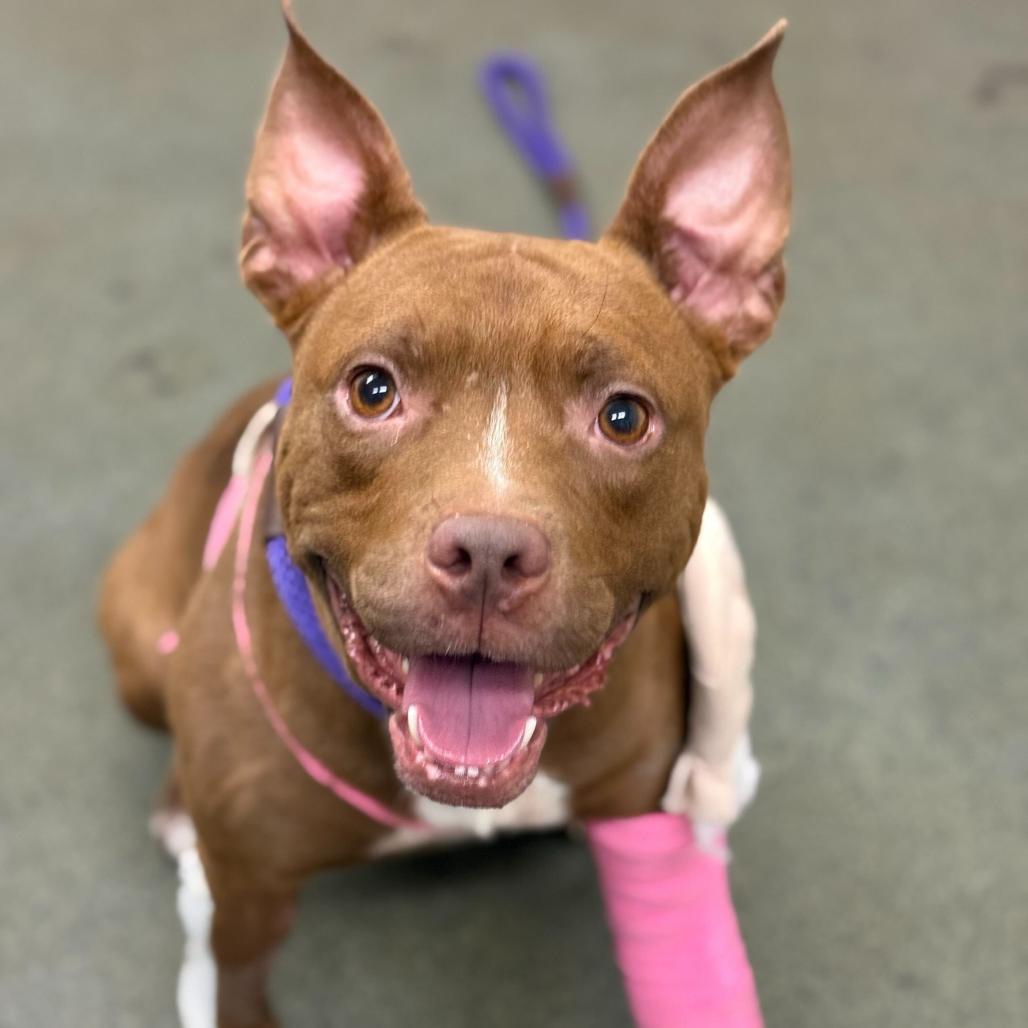 Blessing, a Adoptable Pit Bull Terrier in Los Angeles, CA image 3/6