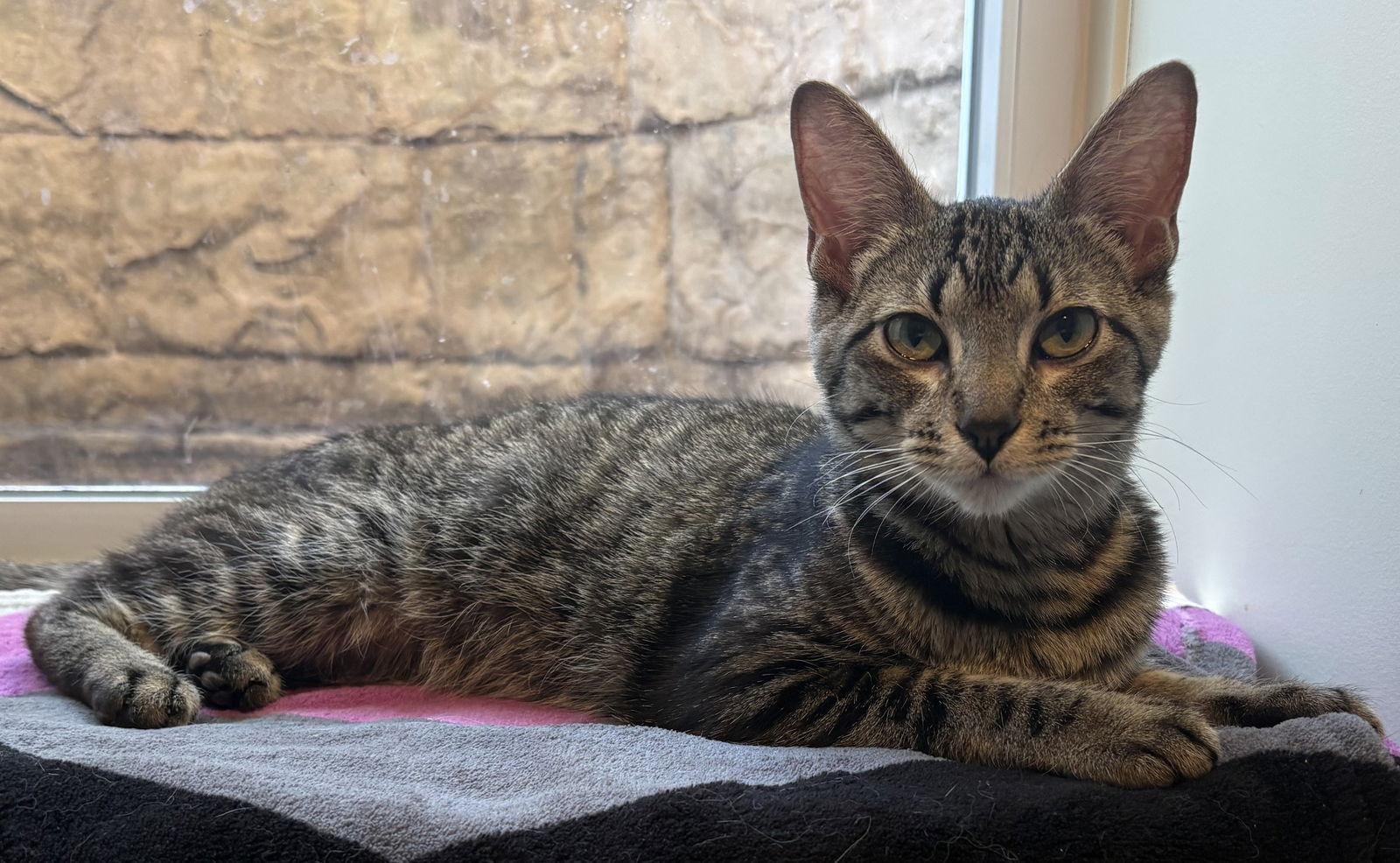 Enlarge Brookie, a Adoptable Domestic Short Hair in Kansas City, MO image 1/1