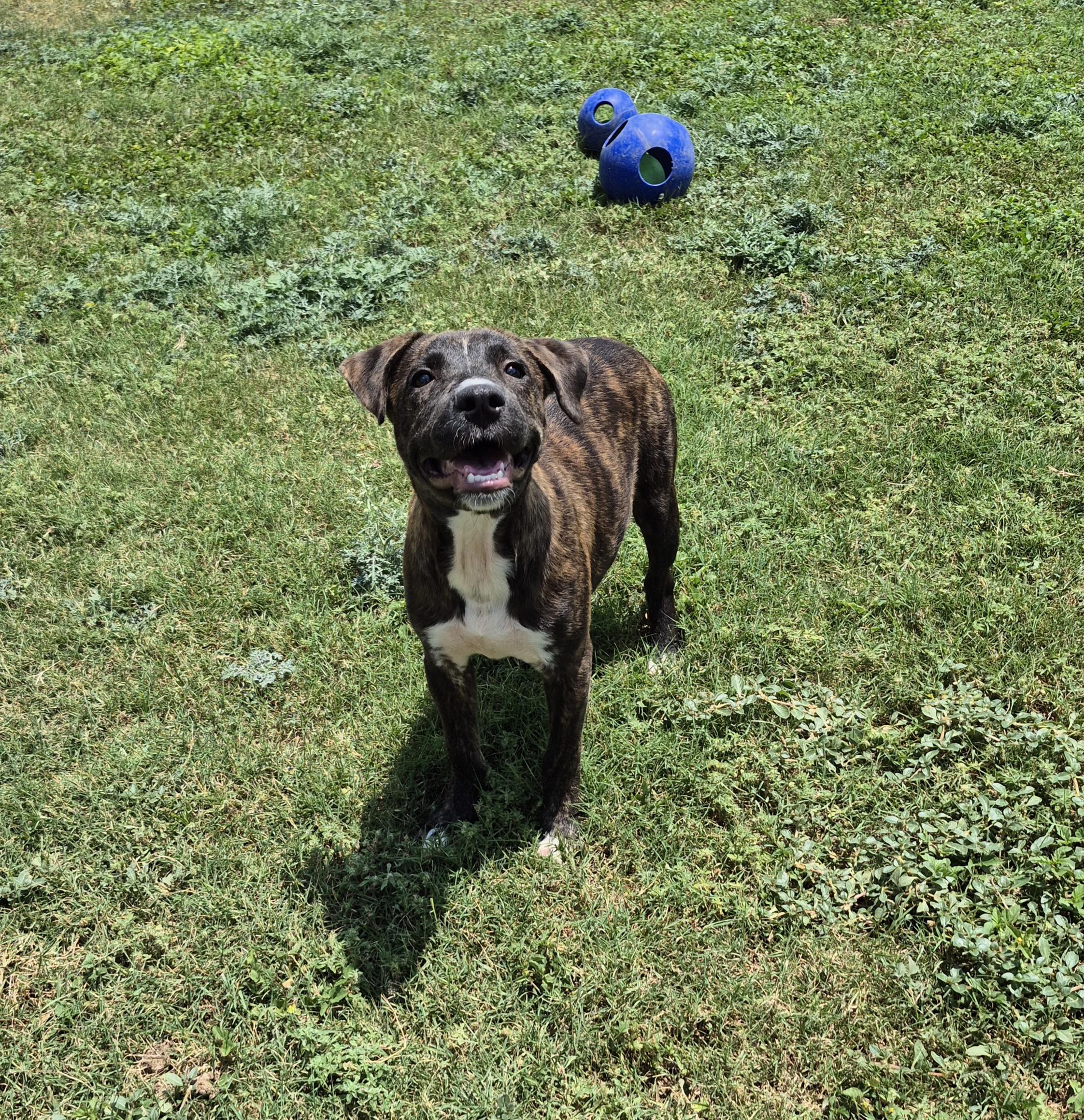 Wynona, ADOPTABLE, Young Female Mixed Breed.