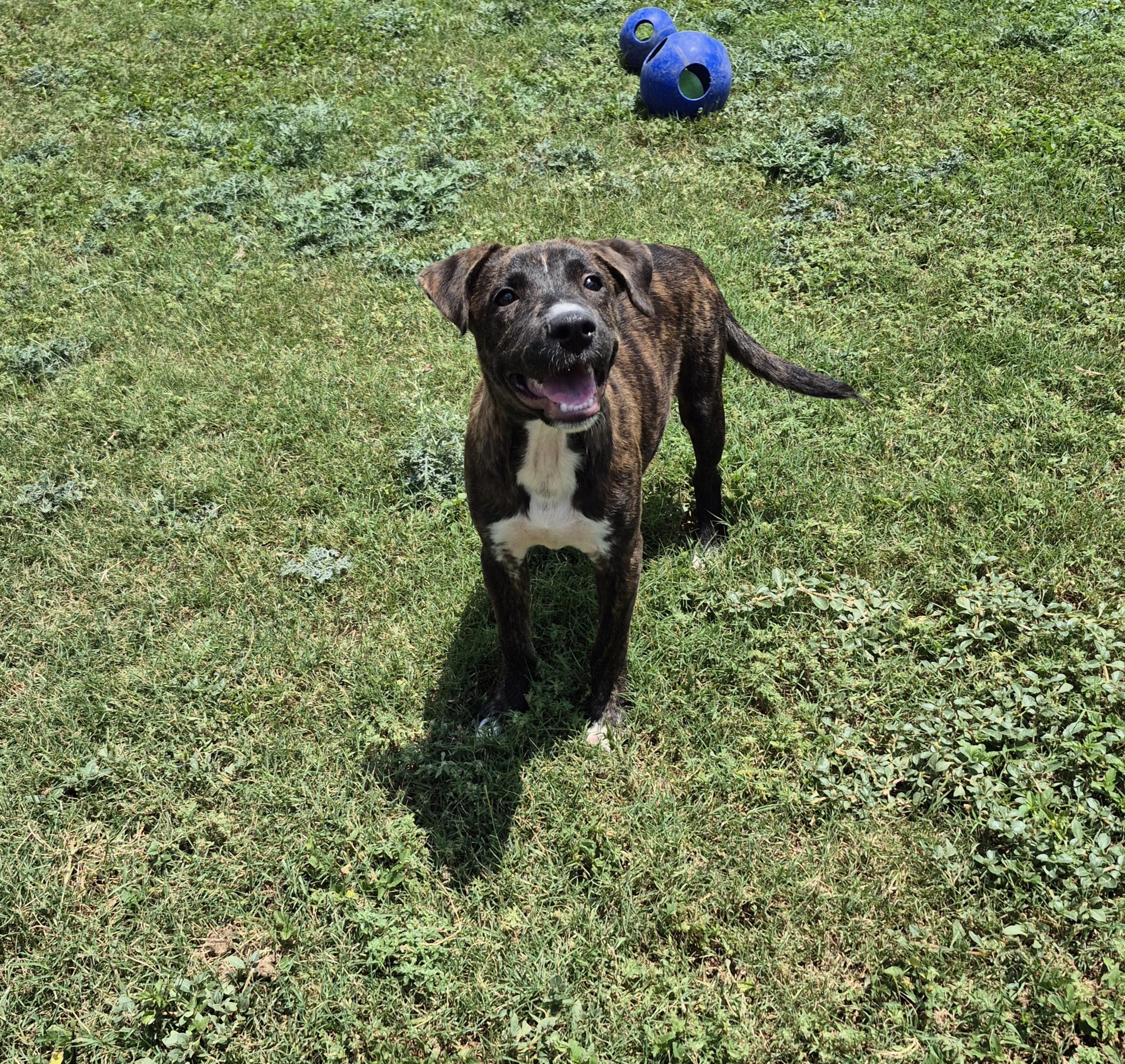 Enlarge Wynona, a ADOPTABLE Mixed Breed in Schertz, TX image 4/5
