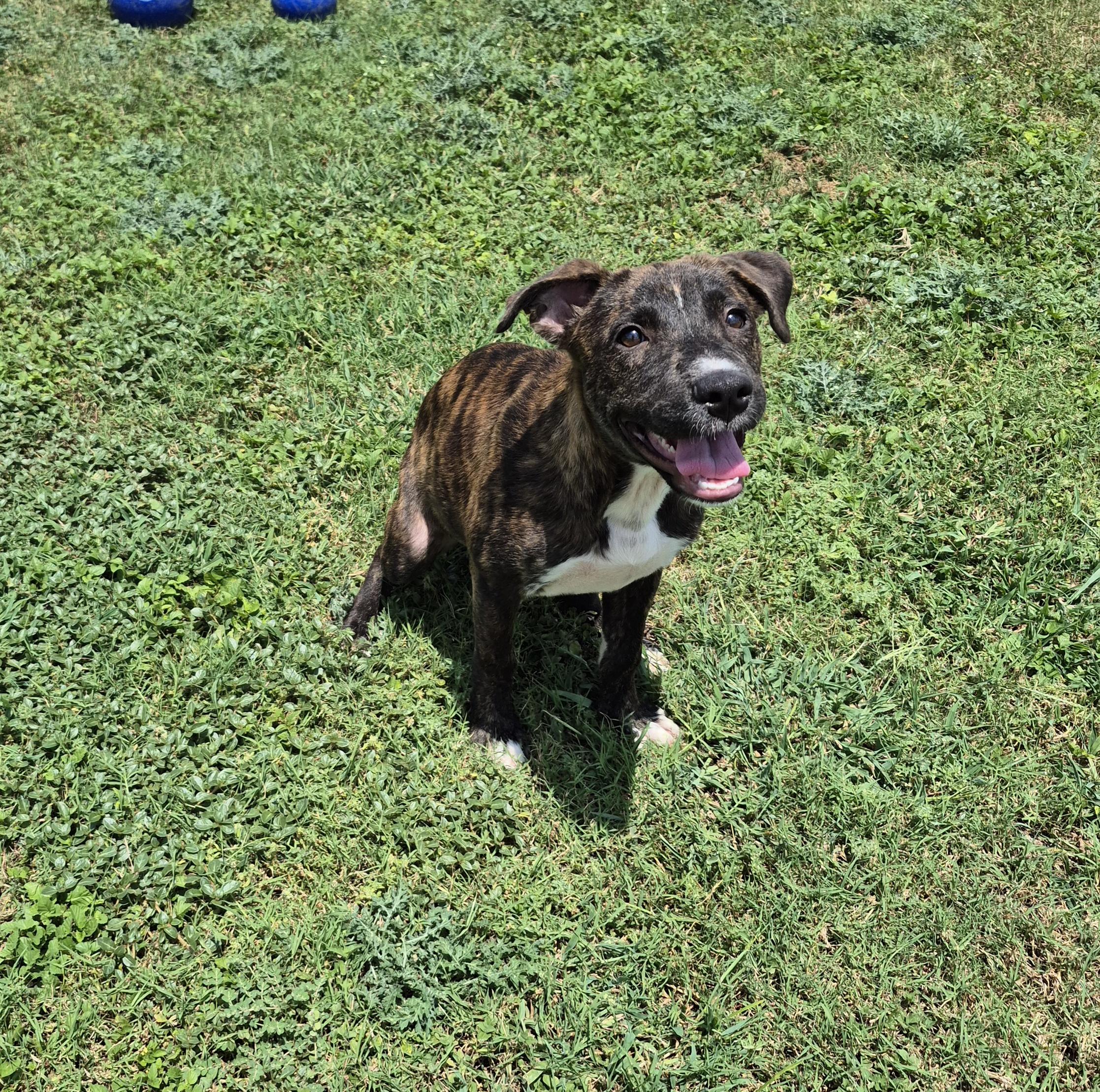 Enlarge Wynona, a ADOPTABLE Mixed Breed in Schertz, TX image 3/5