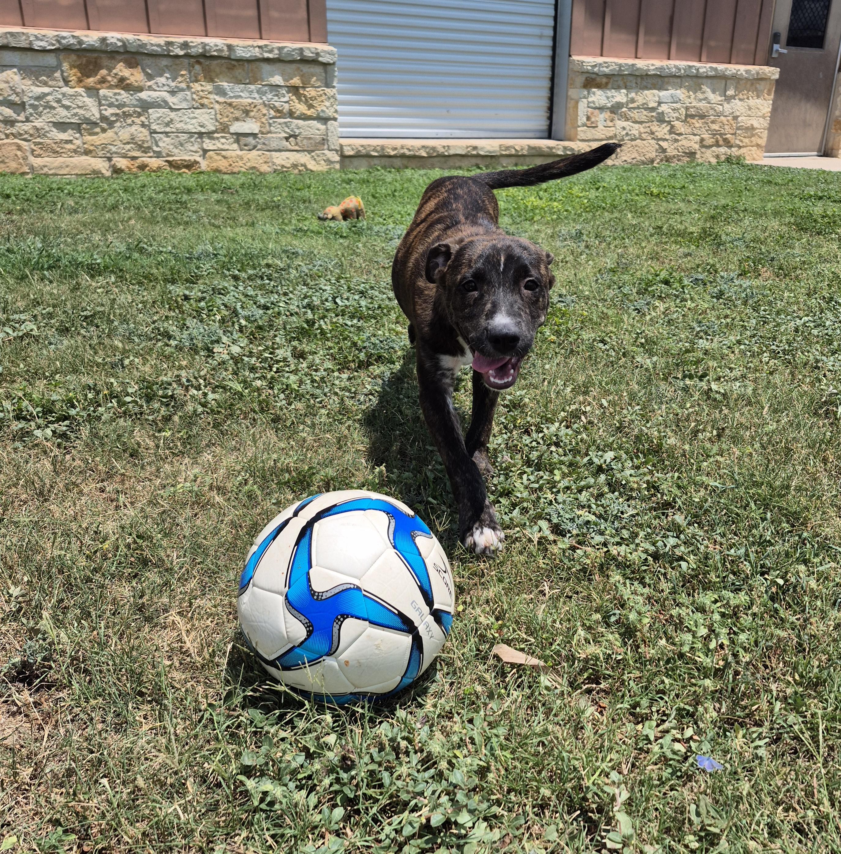 Enlarge Wynona, a ADOPTABLE Mixed Breed in Schertz, TX image 5/5