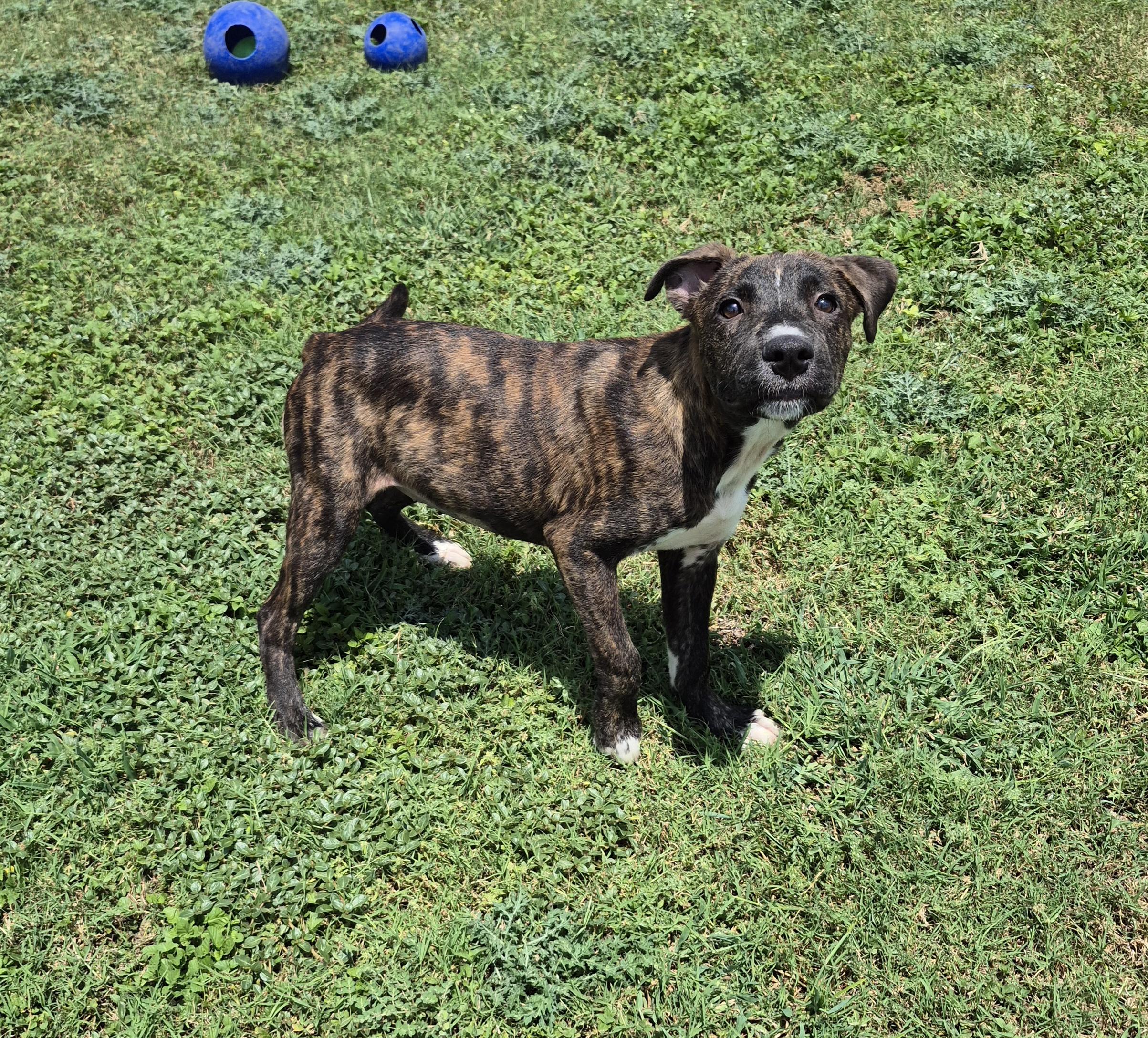 Enlarge Wynona, a ADOPTABLE Mixed Breed in Schertz, TX image 2/5