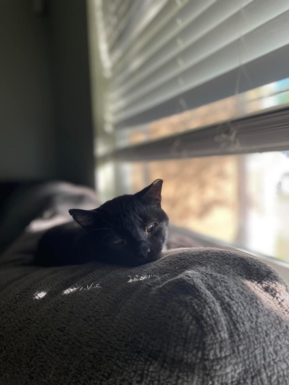 Chocolate, Adopted, Adult Male Domestic Short Hair.