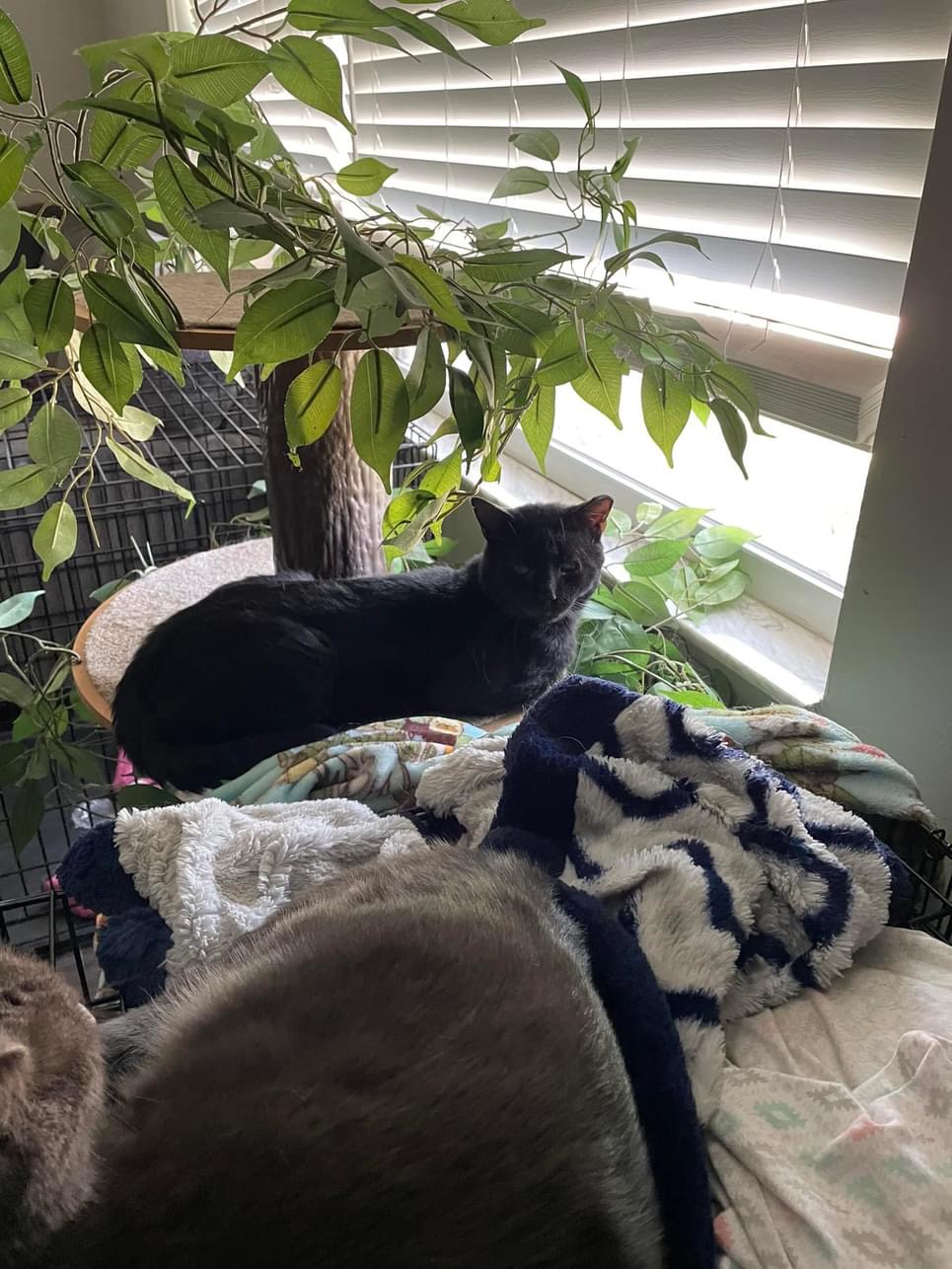 Enlarge Chocolate, a Adopted Domestic Short Hair in DELTONA, FL image 2/2