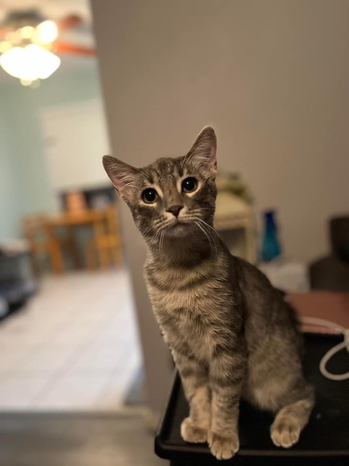 Enlarge Libby, a Adopted Domestic Short Hair in Cibolo, TX image 1/2