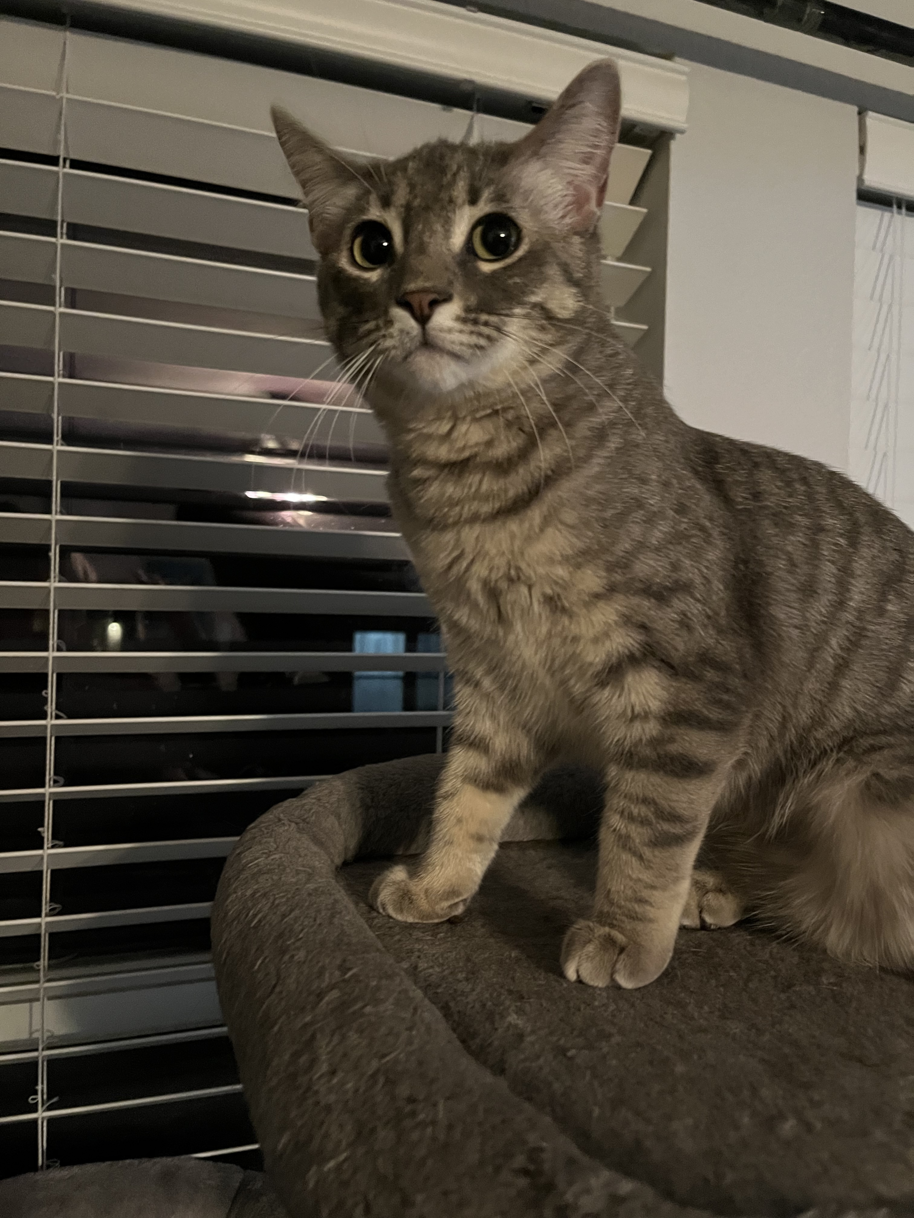 Enlarge Libby, a Adopted Domestic Short Hair in Cibolo, TX image 2/2