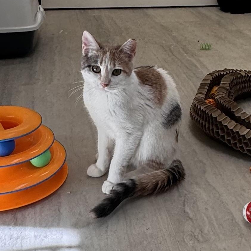 Anna, a ADOPTABLE Dilute Calico in East Northport, NY image 2/5