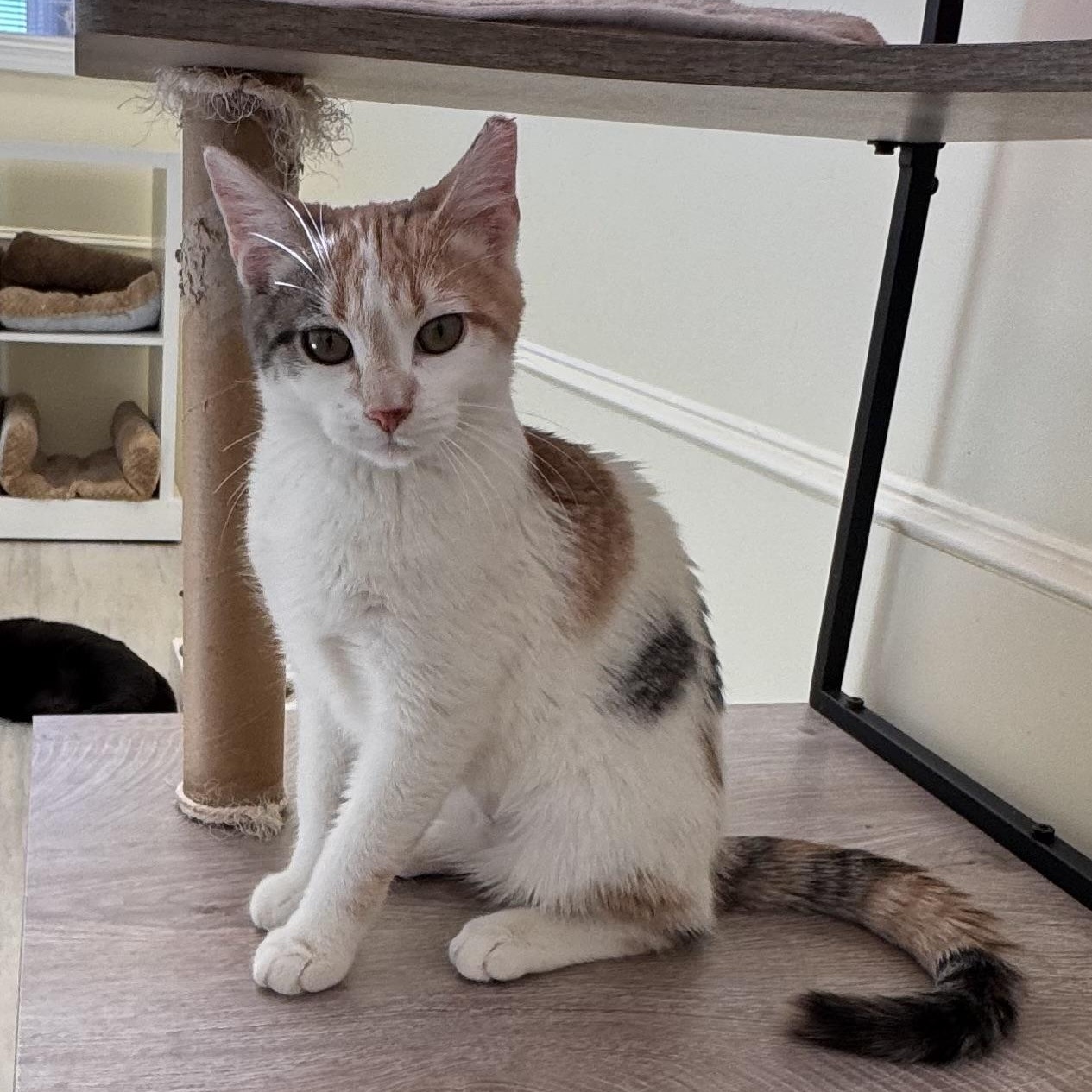 Anna, a ADOPTABLE Dilute Calico in East Northport, NY image 3/5