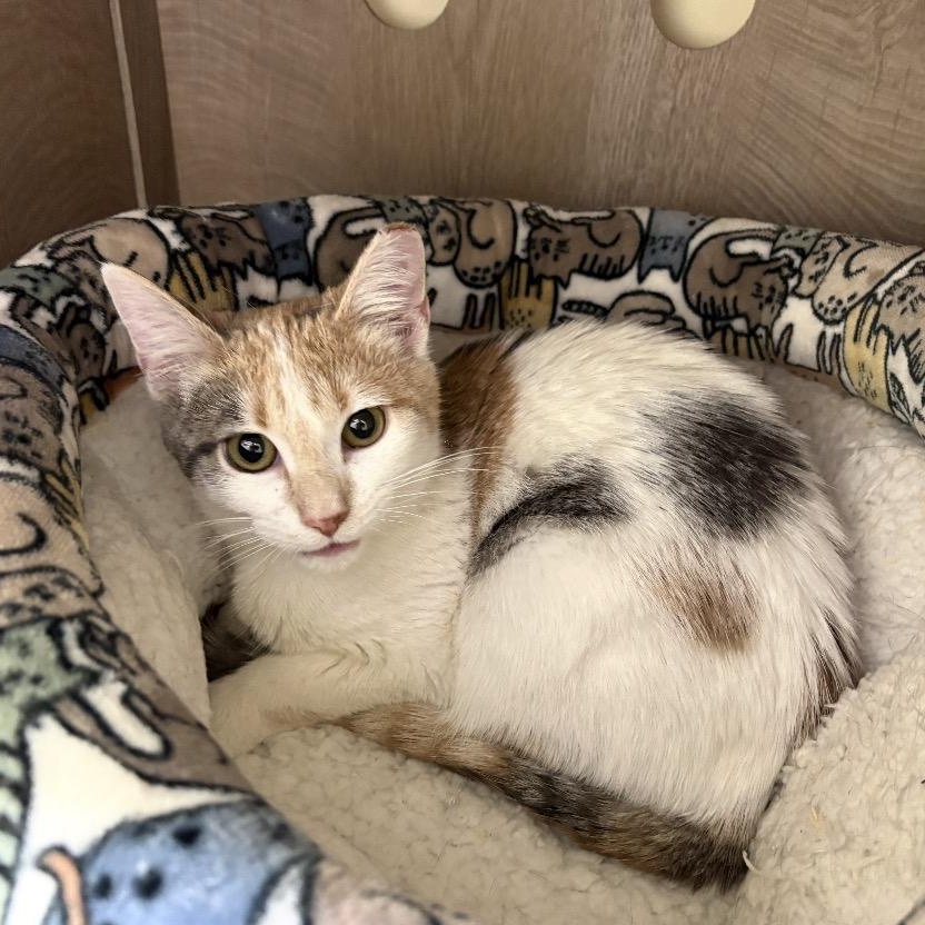 Anna, ADOPTABLE, Kitten Female Dilute Calico.