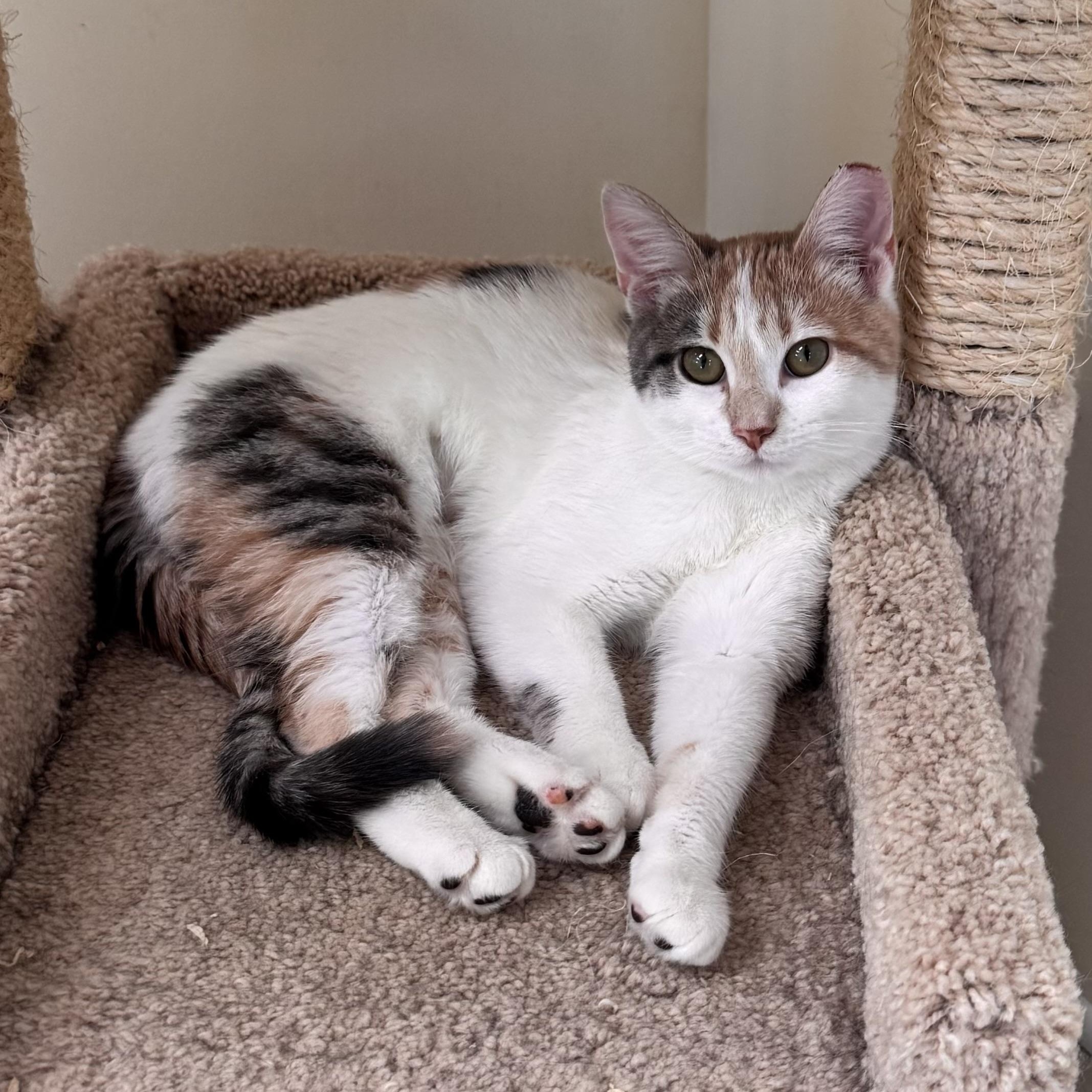 Anna, a ADOPTABLE Dilute Calico in East Northport, NY image 4/5