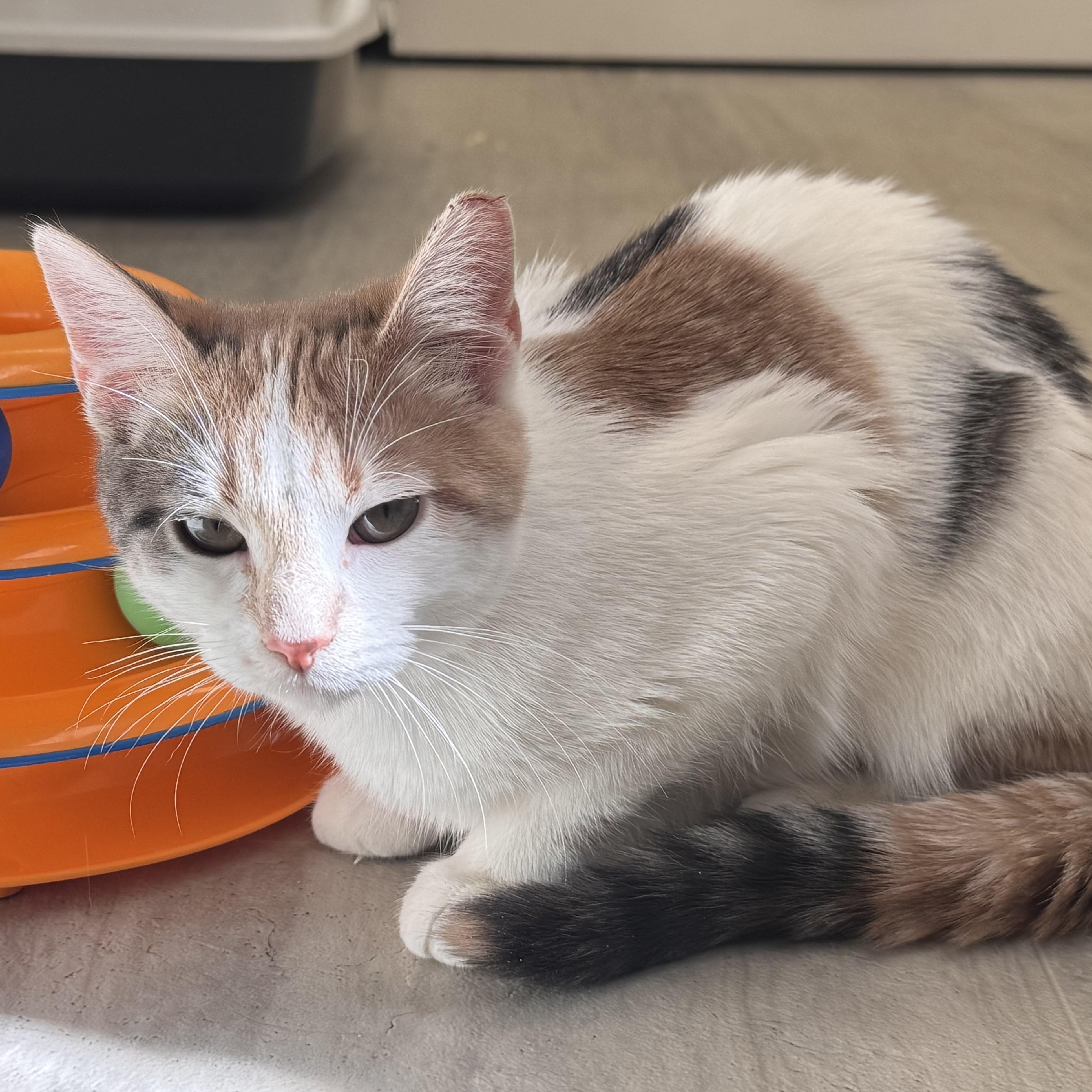 Anna, a ADOPTABLE Dilute Calico in East Northport, NY image 5/5