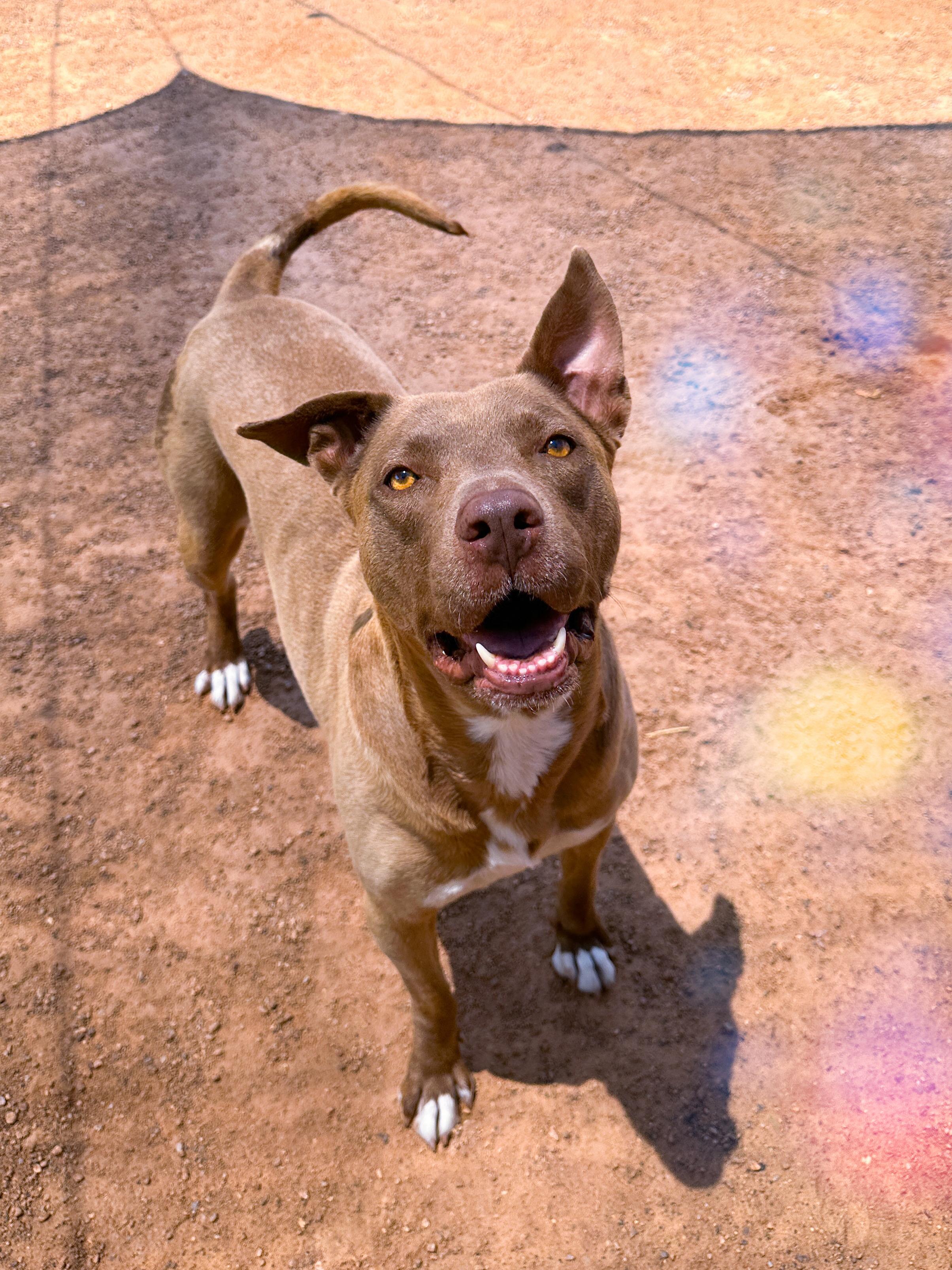 Hazel, Adoptable, Adult Female Pit Bull Terrier & American Staffordshire Terrier.