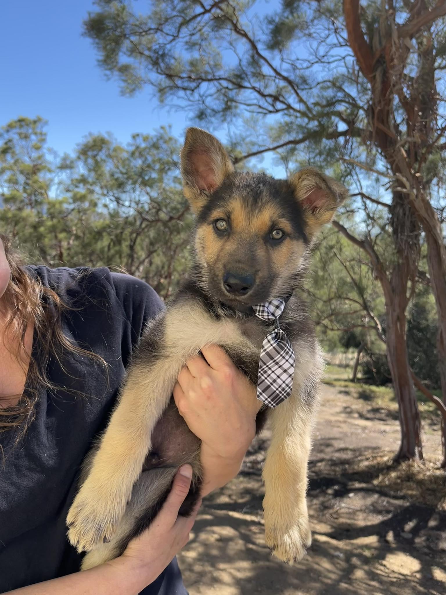 Creek, adopted, Puppy Male German Shepherd Dog.