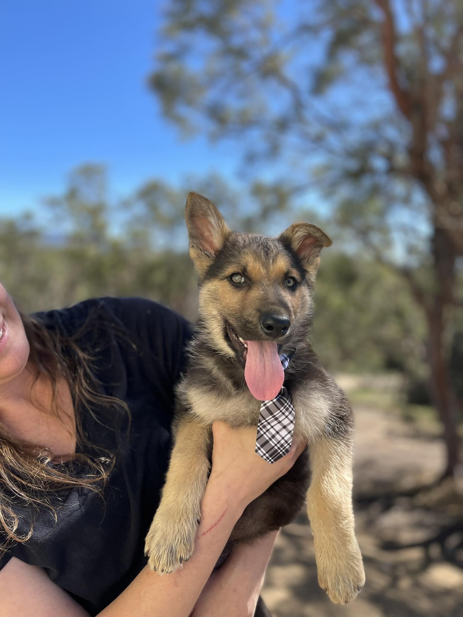 Enlarge Creek, an adopted mixed breed in Temecula, CA image 2/2