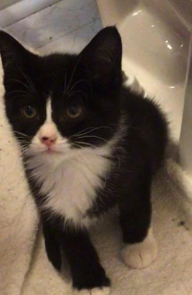 Enlarge Allsorts, an adopted Domestic Short Hair in Williamsburg, VA image 1/1