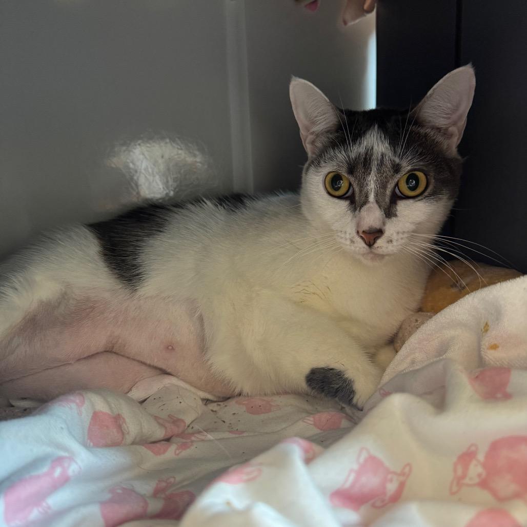 Enlarge Baby, a Adoptable Domestic Short Hair in West Palm Beach, FL image 1/5