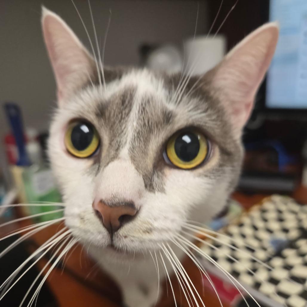 Enlarge Baby, a Adoptable Domestic Short Hair in West Palm Beach, FL image 2/6