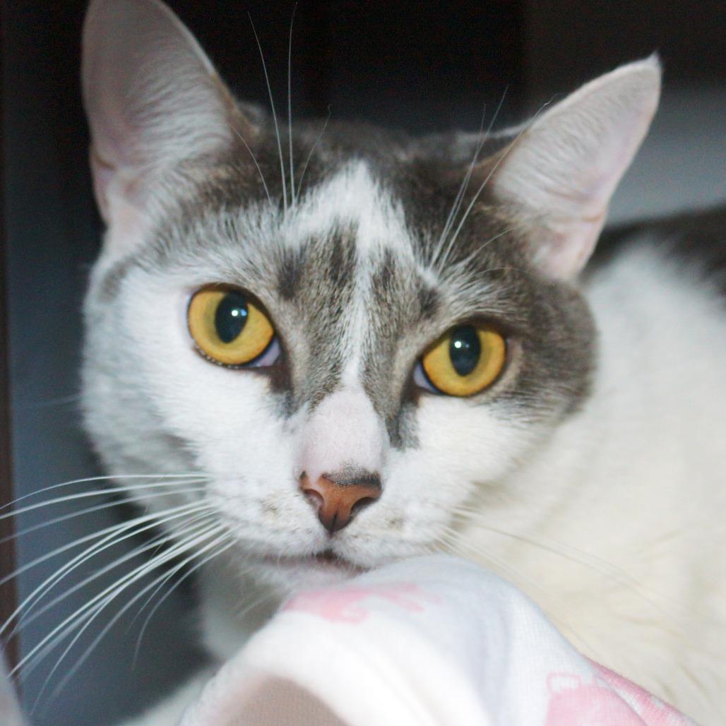 Enlarge Baby, a Adoptable Domestic Short Hair in West Palm Beach, FL image 2/5