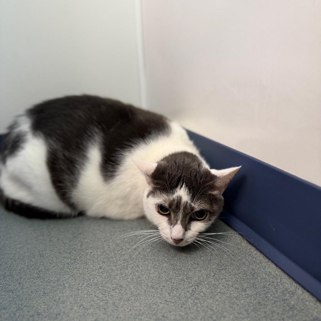 Enlarge Baby, a Adoptable Domestic Short Hair in West Palm Beach, FL image 3/5