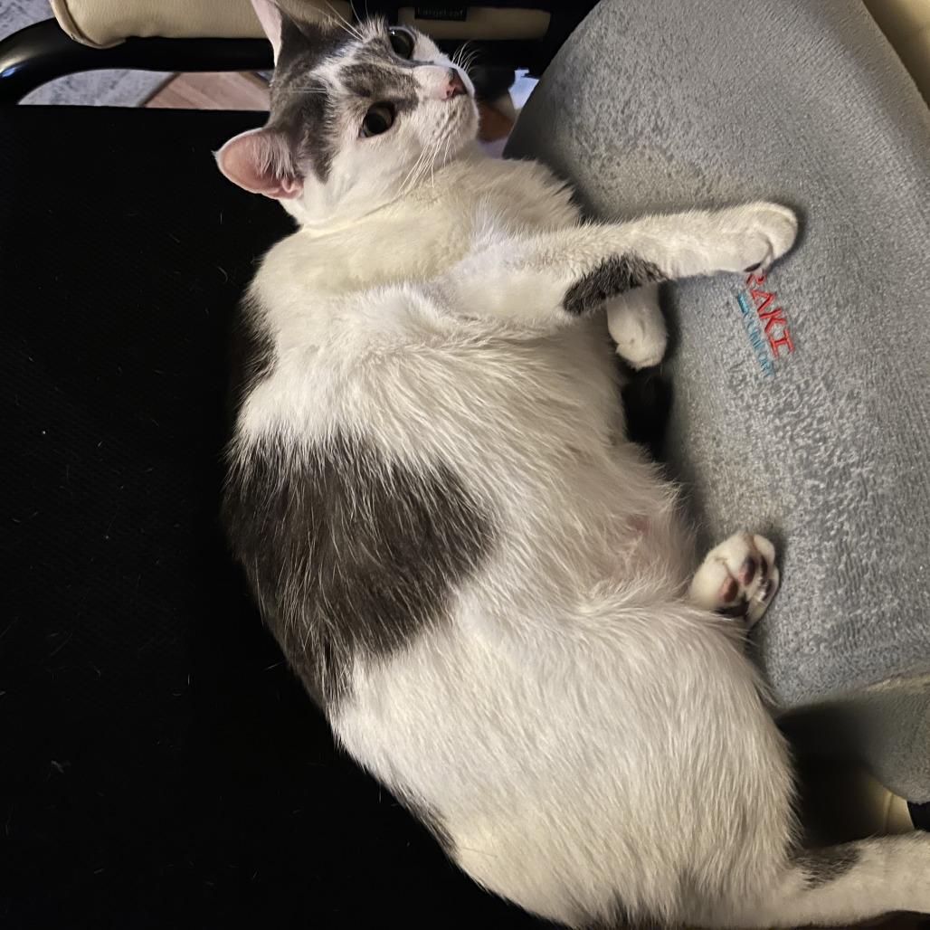 Enlarge Baby, a Adoptable Domestic Short Hair in West Palm Beach, FL image 4/5
