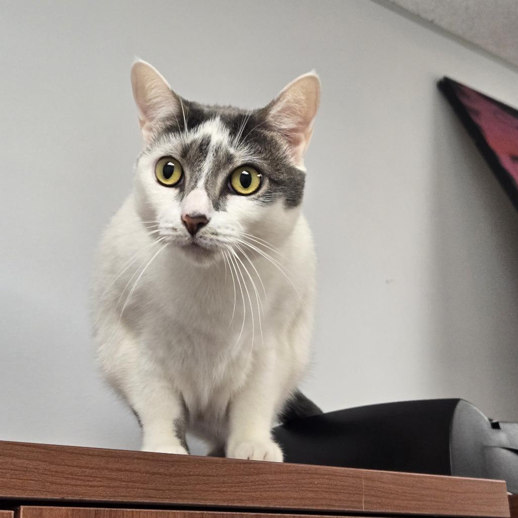 Enlarge Baby, a Adoptable Domestic Short Hair in West Palm Beach, FL image 3/6