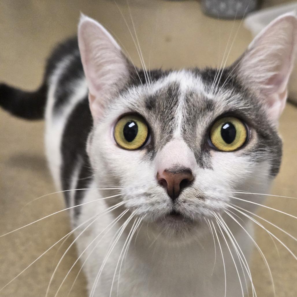 Enlarge Baby, a Adoptable Domestic Short Hair in West Palm Beach, FL image 4/6
