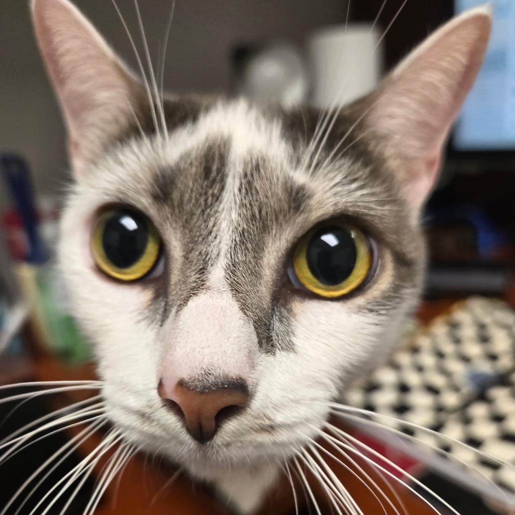Enlarge Baby, a Adoptable Domestic Short Hair in West Palm Beach, FL image 5/6