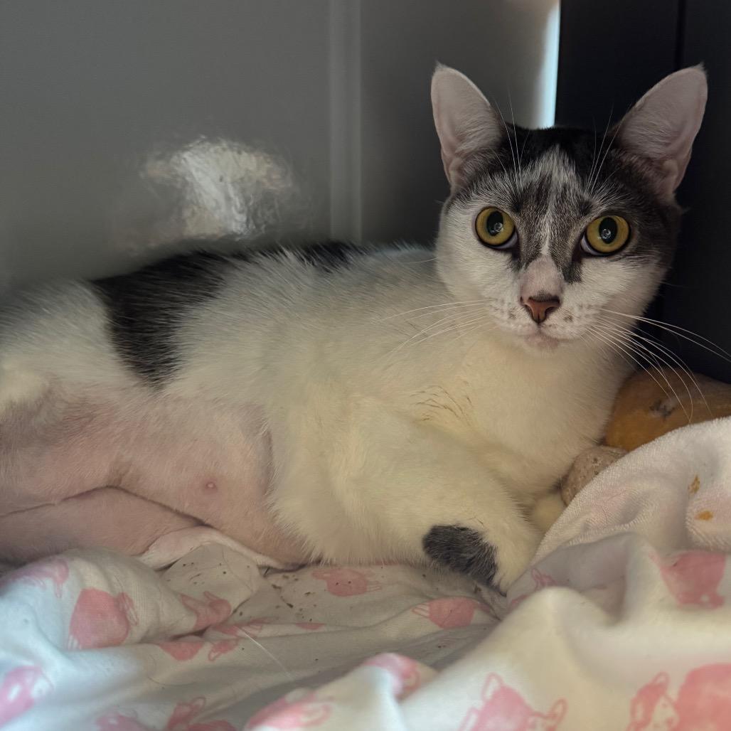 Enlarge Baby, a Adoptable Domestic Short Hair in West Palm Beach, FL image 5/5