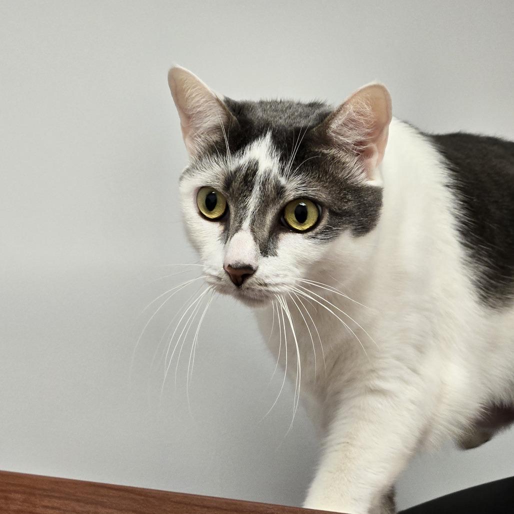 Enlarge Baby, a Adoptable Domestic Short Hair in West Palm Beach, FL image 6/6