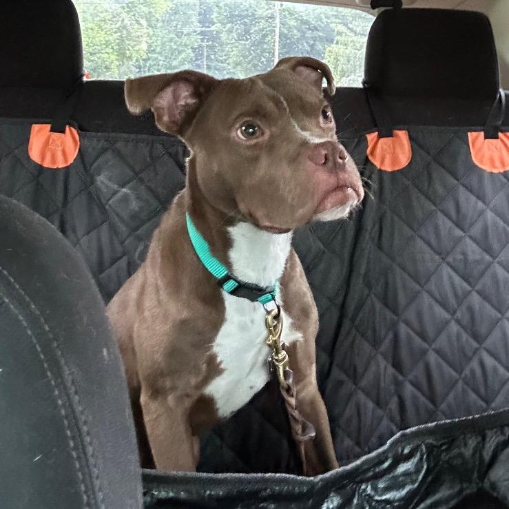 Gizmo, Adoptable, Young Male Boston Terrier & Pit Bull Terrier.