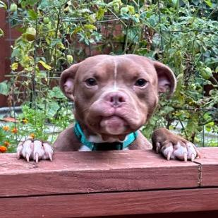 Gizmo, a Adoptable mixed breed in Marion, IL image 2/6