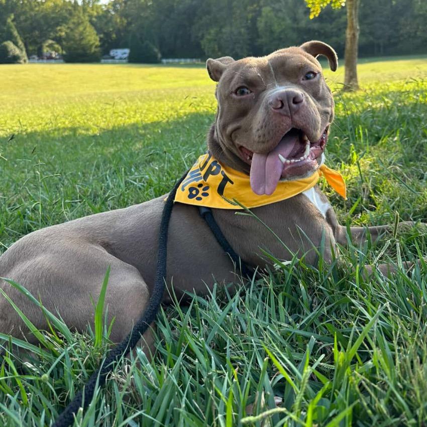 Gizmo, a Adoptable mixed breed in Marion, IL image 3/6