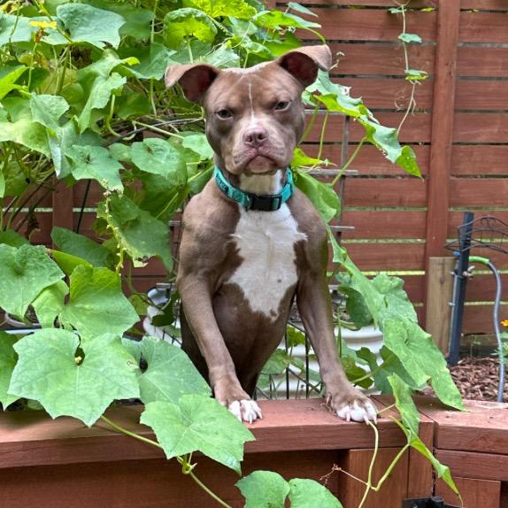 Gizmo, a Adoptable mixed breed in Marion, IL image 4/6