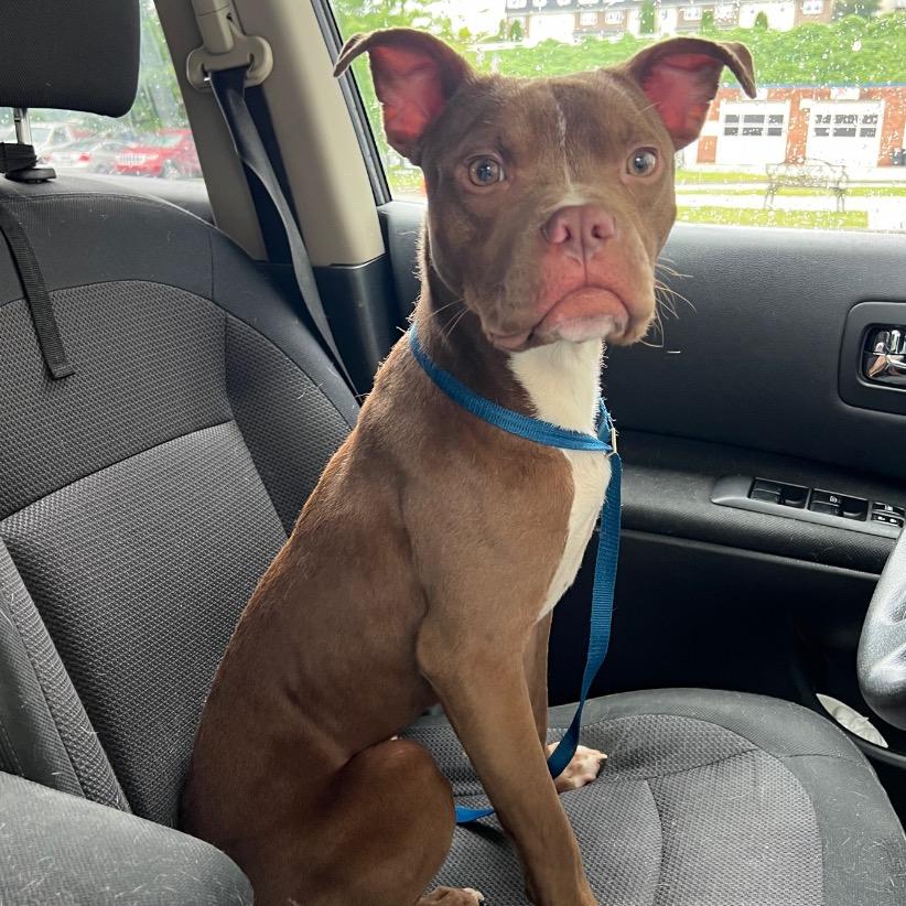 Gizmo, a Adoptable mixed breed in Marion, IL image 5/6