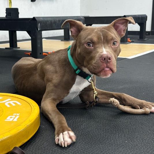 Gizmo, a Adoptable mixed breed in Marion, IL image 6/6