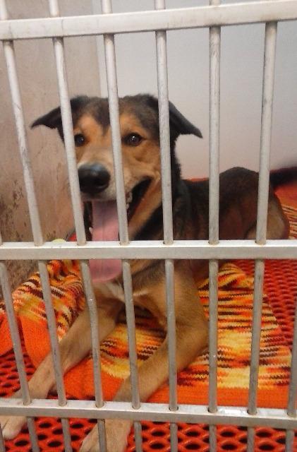 Bob, Adopted, Adult Male Shepherd & Shepherd.