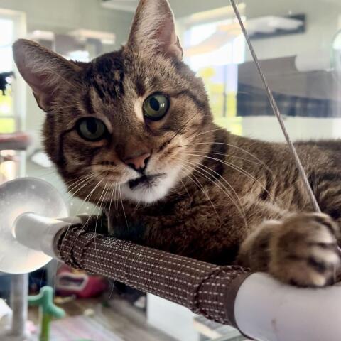 Enlarge Tiger, a Adopted Tabby in Woodstock, IL image 1/2
