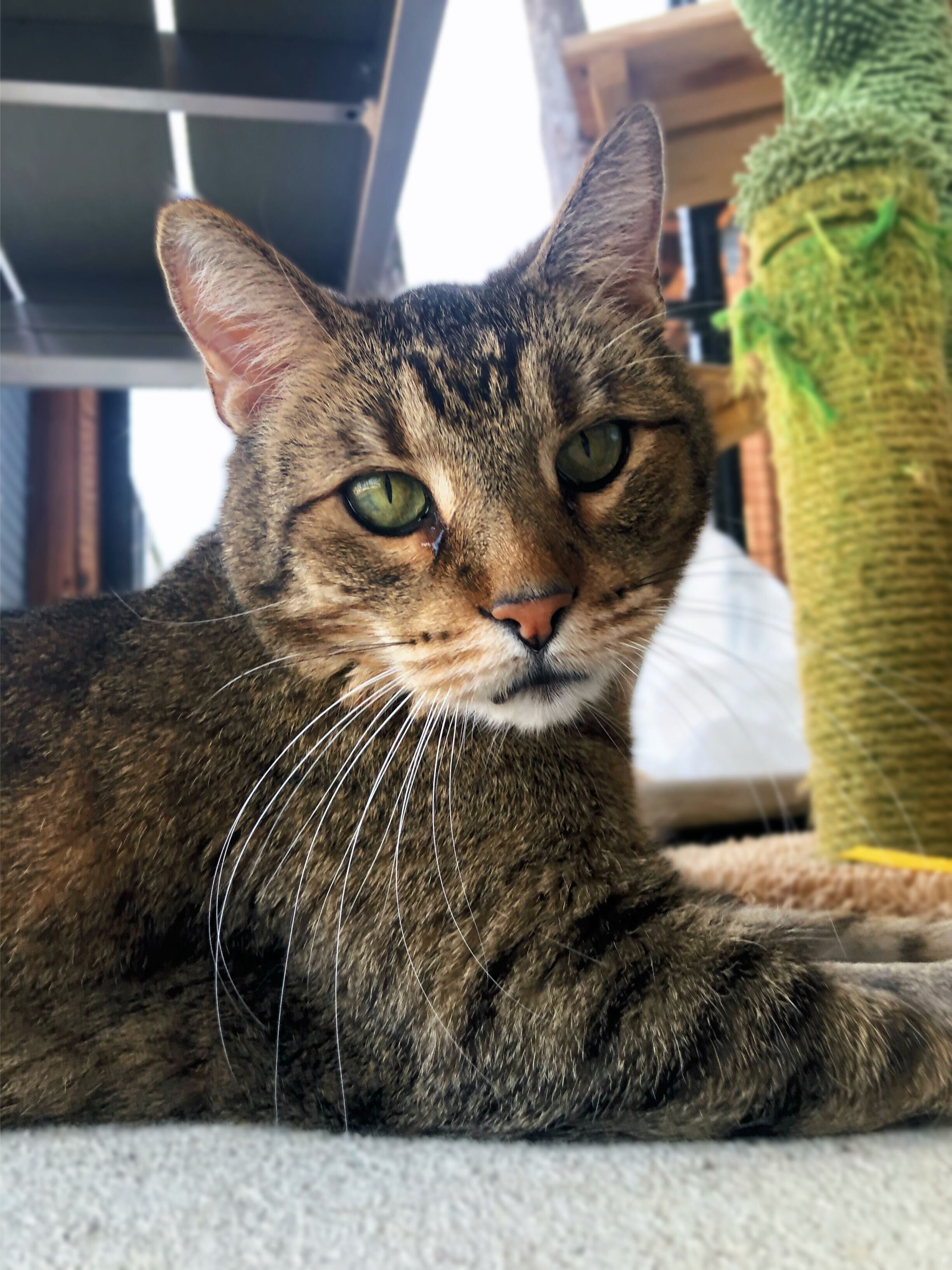 Enlarge Tiger, a Adopted Tabby in Woodstock, IL image 2/2