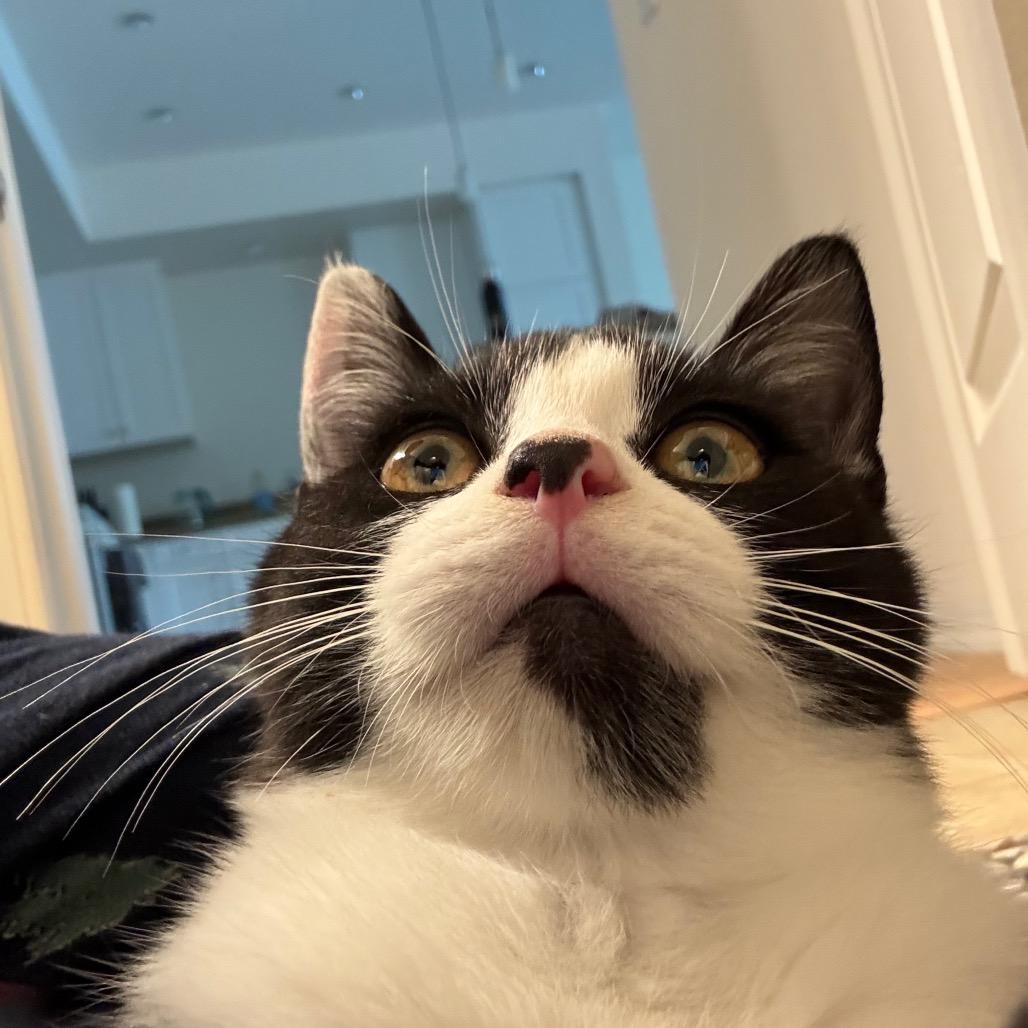 Oliver, Adoptable, Young Male Domestic Short Hair.