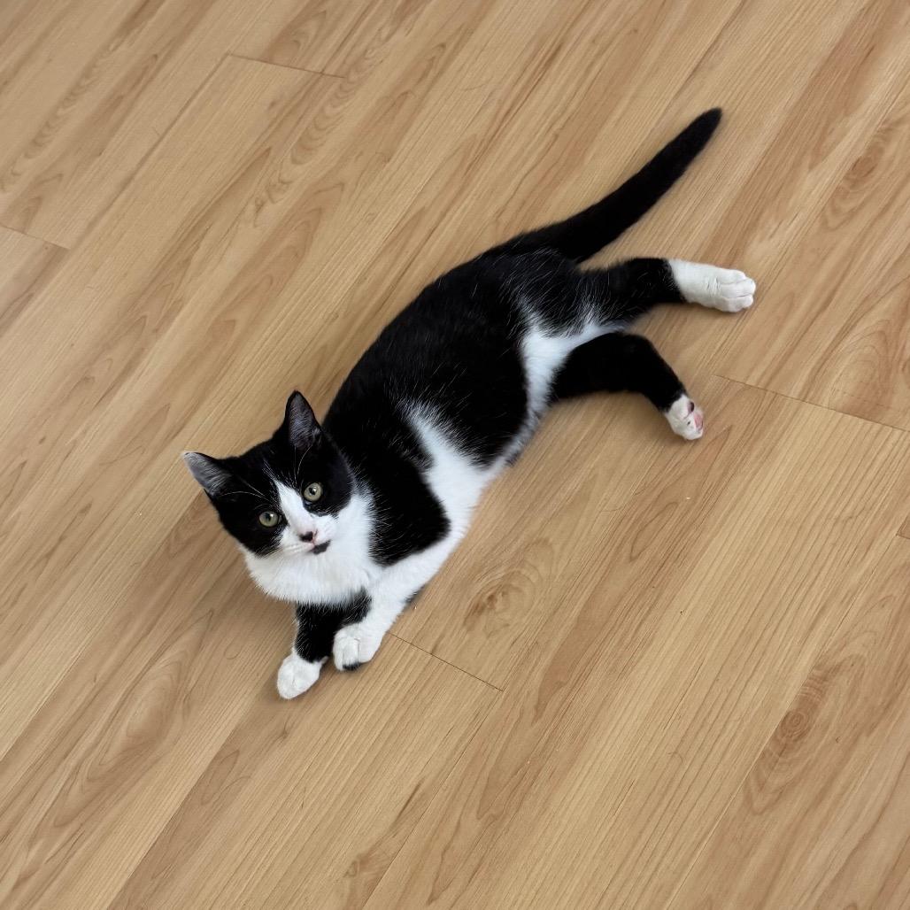 Enlarge Oliver, a Adoptable Domestic Short Hair in Tustin, CA image 2/5