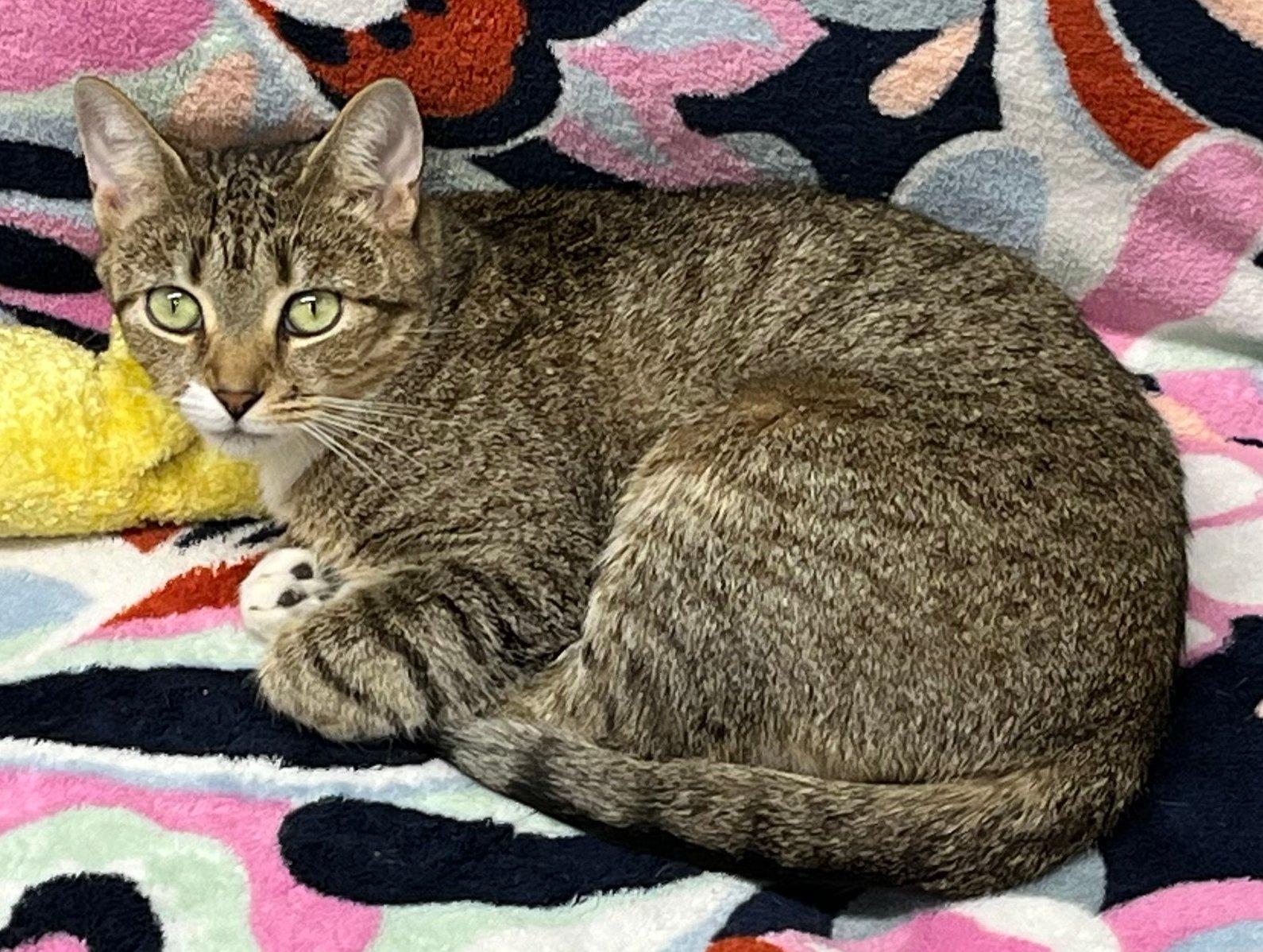 Enlarge Sage, a ADOPTABLE American Shorthair in Caribou, ME image 1/1