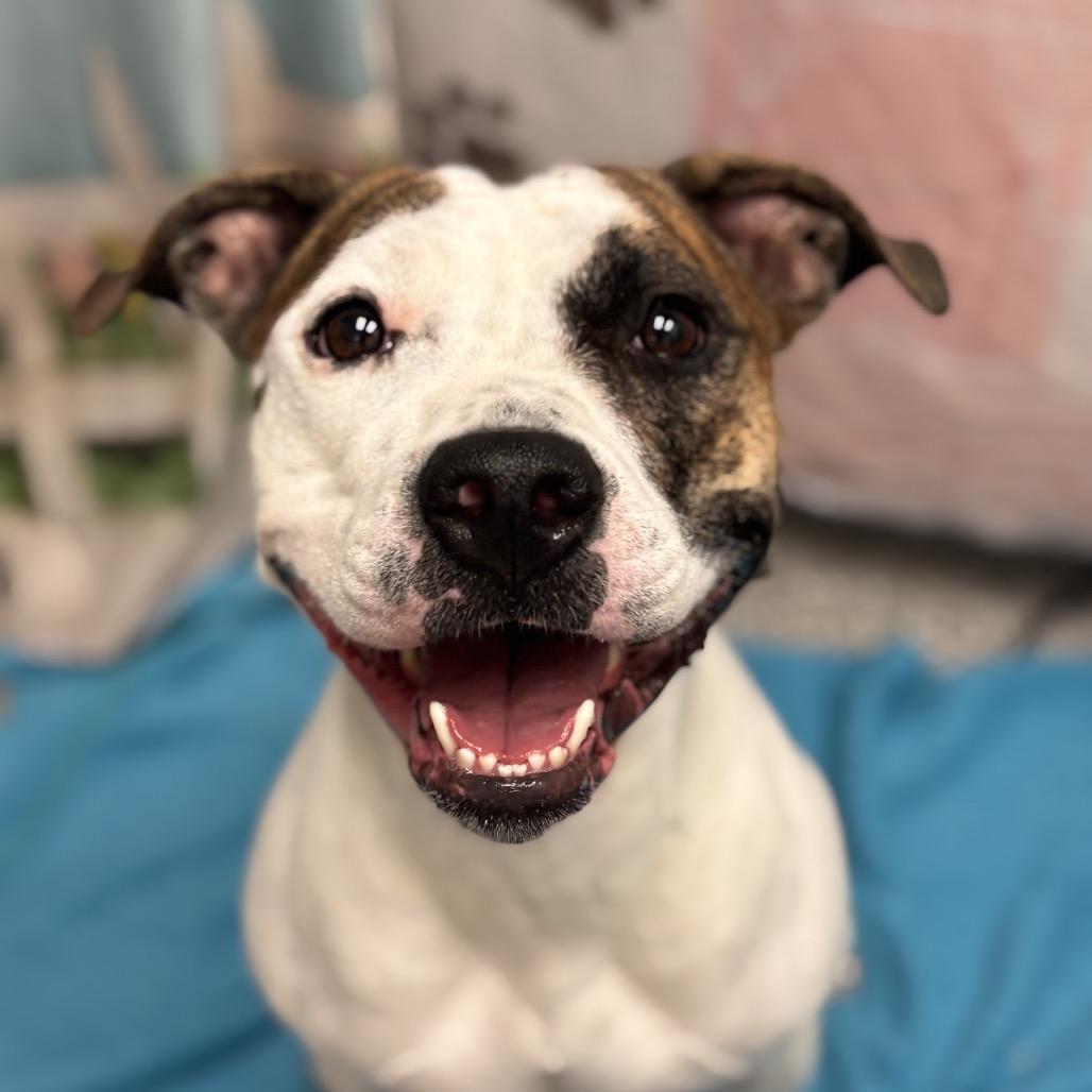 Lucy, Adoptable, Adult Female Staffordshire Bull Terrier & Boxer.