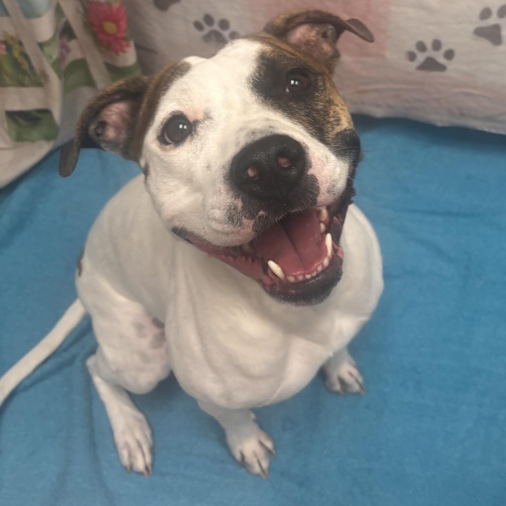 Enlarge Lucy, a Adoptable mixed breed in Henderson, NV image 2/6