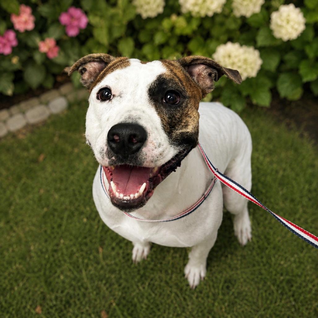 Enlarge Lucy, a Adoptable mixed breed in Henderson, NV image 3/6